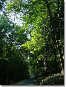 The ravine is one of the larger areas of tree cover in the City.